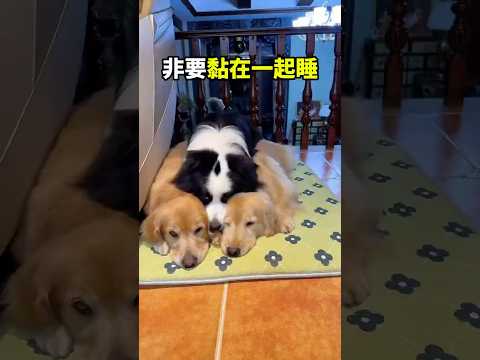 三隻狗狗同擠一張床！#趣味科普 #趣聞