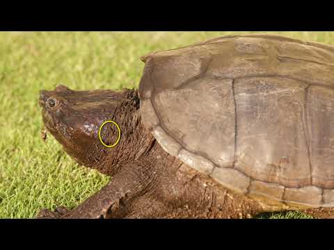 Liberacion del Sambunango Teleño