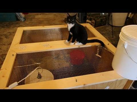 image-Can you keep chicks in a box?
