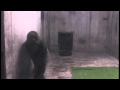 Ivan the gorilla lived alone in a shopping mall for over ...