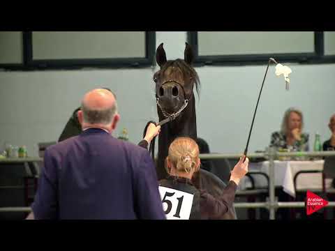 N 51 LF AARMAAN VITTORIO   Wels 2019   Colts 3 years old Class 6