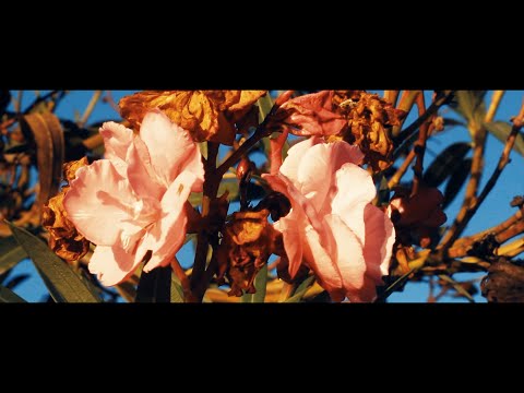 Jardines - Mad Tree (video oficial)