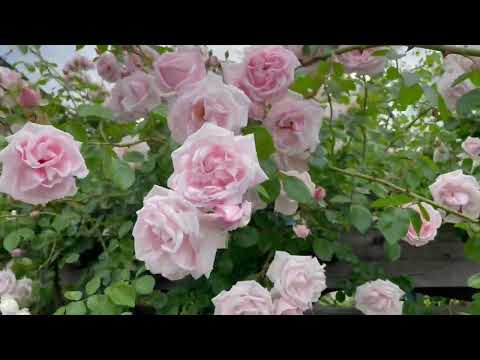 つるバラ「ニュードーン」 植物