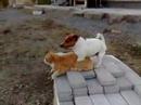 Kåt Hund