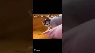 Download lagu This cat is a skin walker😰 #cat #skinwalker mp3 Download lagu This cat is a skin walker😰 #cat #skinwalker mp3