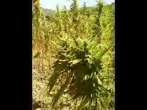 sidi mocro- Zwaar getankt