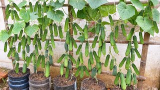 Grow cucumbers vertically with organic fertilizer from eggshells | High yield, lots of fruit