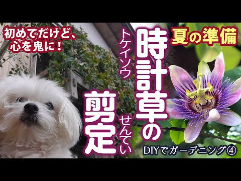 園芸 蔓葉トケイソウ 赤いトケイソウ、赤いザクロ