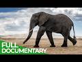 The Giant Genius Inside The Mind Of An Elephant Free Documentary Nature
