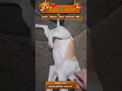 Vídeo de Duke