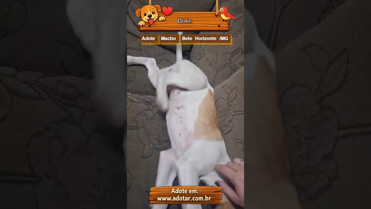 Cachorro raça SRD-ViraLata idade 2 a 6 meses nome Duke