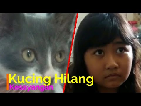 Kucing Kesayangan yang hilang bikin sedih...