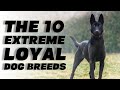 The 10 Extreme Loyal Dog Breeds