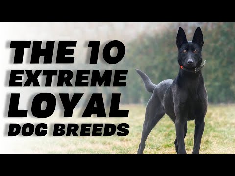 download lagu mp3 mp4 Large Loyal Dog Breeds, download lagu Large Loyal Dog Breeds gratis, unduh video klip Large Loyal Dog Breeds