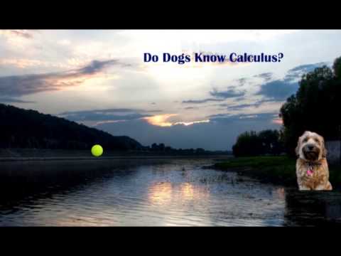 Dogs calculus