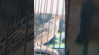 Download lagu Branjangan NTB Gacor #pasarburungpramuka #shorts #branjanganparva mp3 Download lagu Branjangan NTB Gacor #pasarburungpramuka #shorts #branjanganparva mp3