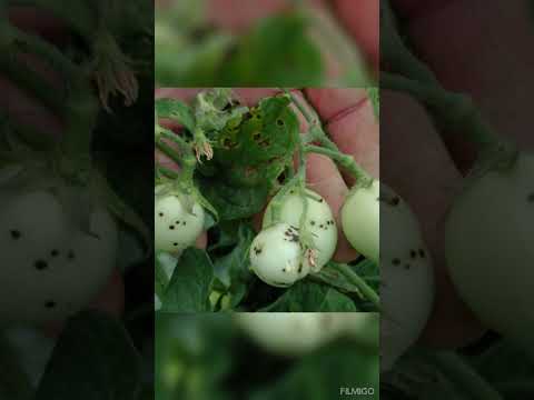 How to control disease of tomato crop #farming