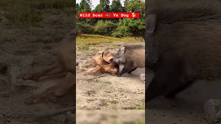 Download lagu Wildlife : Wild Boar 🐗 Vs Dog 🐕 : Wild Boar attacked on Dog #wildlife #fight #animals mp3 Download lagu Wildlife : Wild Boar 🐗 Vs Dog 🐕 : Wild Boar attacked on Dog #wildlife #fight #animals mp3