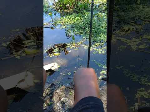 Momento bom  natureza de maricá RJ Pesca de tilápia com massa ....
