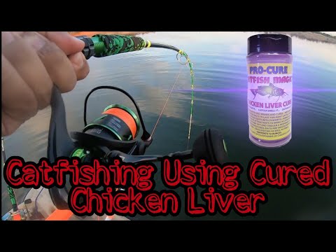 CATFISHING WITH CURED CHICKEN LIVER : Catching Catfish...