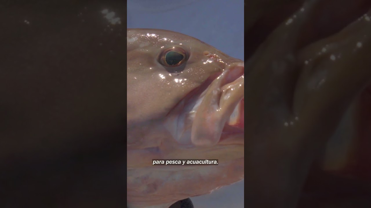 Pesca y trazabilidad