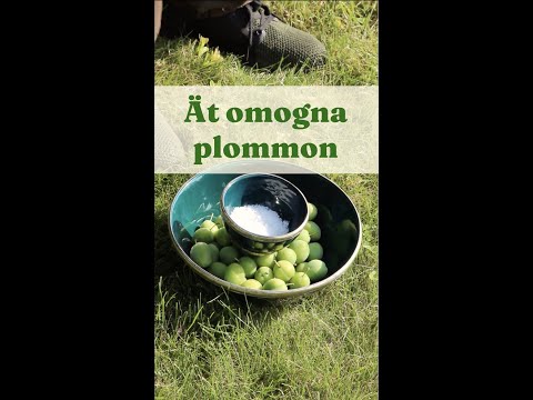 Eat Unripe Plums and Save the Plum Tree - GardenHacks by GardenR