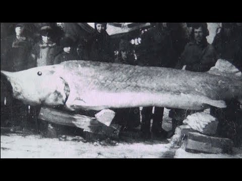 SPOMIENKY NA RIEČNE VEĽRYBY