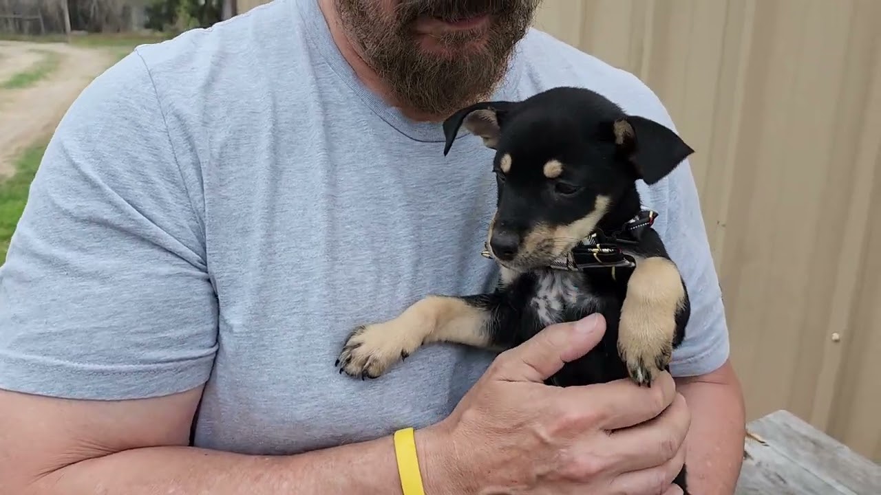 Enlarge General, an adopted mixed breed in Bandera, TX video 1/5