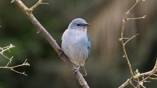 The Relaxing Natural World Of Birds | The Wild Place | BBC Earth