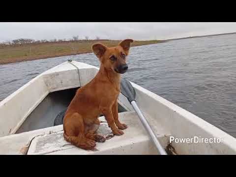 Naldinho pescador mostrando as belezas da nossa barragem poço Branco Rio grande do Norte 👍🦐🦐🐟🎣🛥️🌞😎