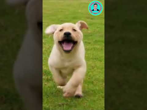 Lovely puppy Labrador running...#shorts #pets #puppy