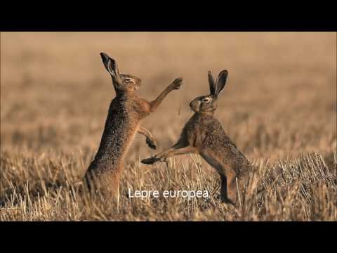 The Scrivia Bridge and the Park