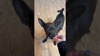 Video preview image #1 Chihuahua Puppy For Sale in Bellevue, WA, USA