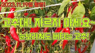 고추대 최대한 늦게 잘라보세요^^ 고추 농사 잘 짓는 법 대공개!! 후물고추 브이로그!!!