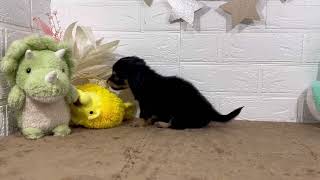 ハーフ犬の動画01