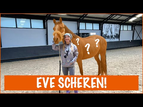 , title : 'WELKE KLEUR WORDT EVE DIT JAAR? | PaardenpraatTV'