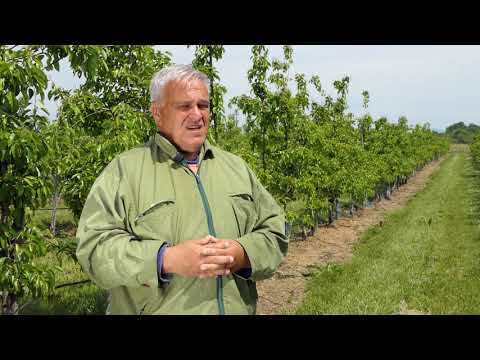 Domaćine kako radiš 18.05.2020. Kruška, Lapovo, Golobok