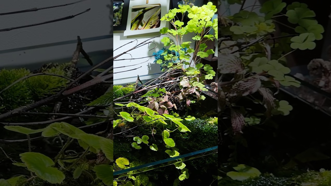 30 Seconds of Peace. No CO2 90cm Aquascape.