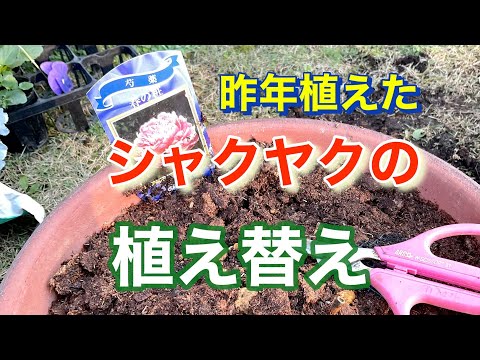 園芸 植え替え