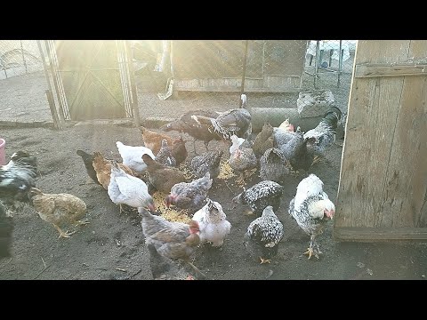 Rutina de dimineață la animale și păsări! Ultimul clip pe 2022!