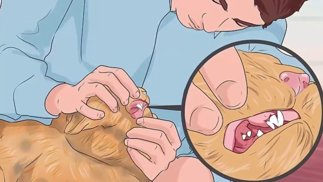 How to Check Cats for Worms - YouTube