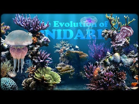 Evolution of Cnidarians