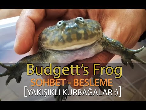 Budgett's Frog - Yakışıklı mı yakışıklı Kurbağa