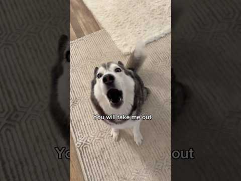 Arguing With A Talking Husky Goes Wrong! 👀😳