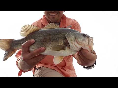 Froggin' for BIG BASS on Busse Woods Reservoir