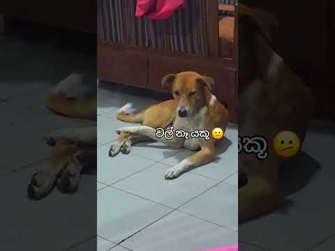 😁 #petshub #viral #pets #labchannel #dog #cute #love #dogbreed #cat #animals