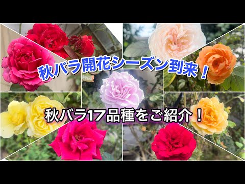 園芸 ヒューゴ神父のバラの茂み、中国の黄色いバラの茂み