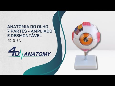 4D-ANATOMY | 4D-316A | Anatomia Do Olho Em 7 Partes Olho Ampliado E Desmontável