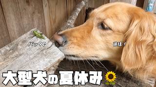【大型犬のいる生活】ゴールデンレトリバーの遊んで食べて寝る夏休み🌻
