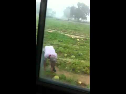 download lagu mp3 mp4 Florida Melons, download lagu Florida Melons gratis, unduh video klip Florida Melons